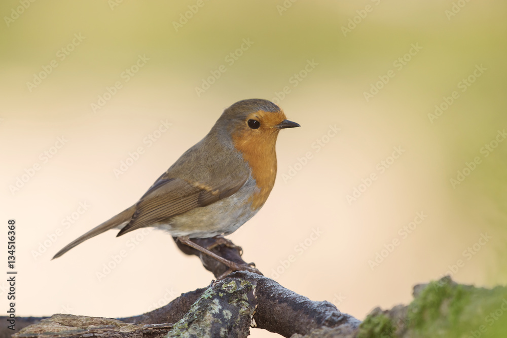 European Robin, Robin, Birds