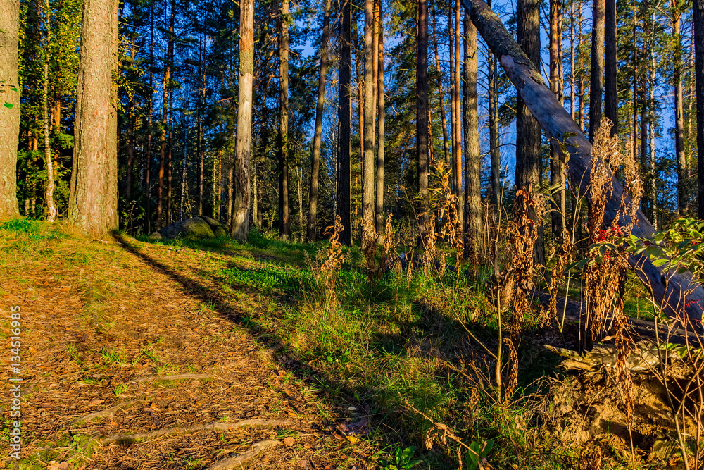 Fototapeta premium Morning mist