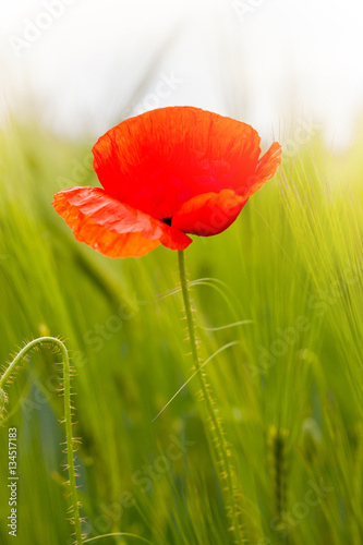   Poppy flower    