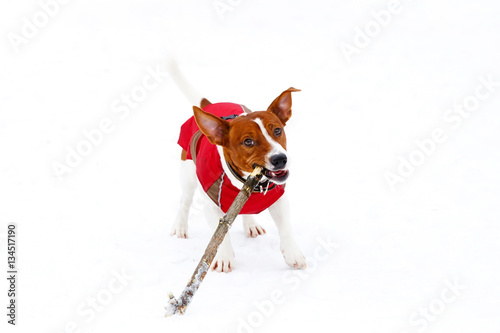 Jack Russell Terrier playing in the winter snow