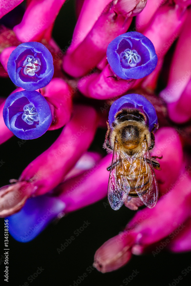Honey Bee on Bromeliad