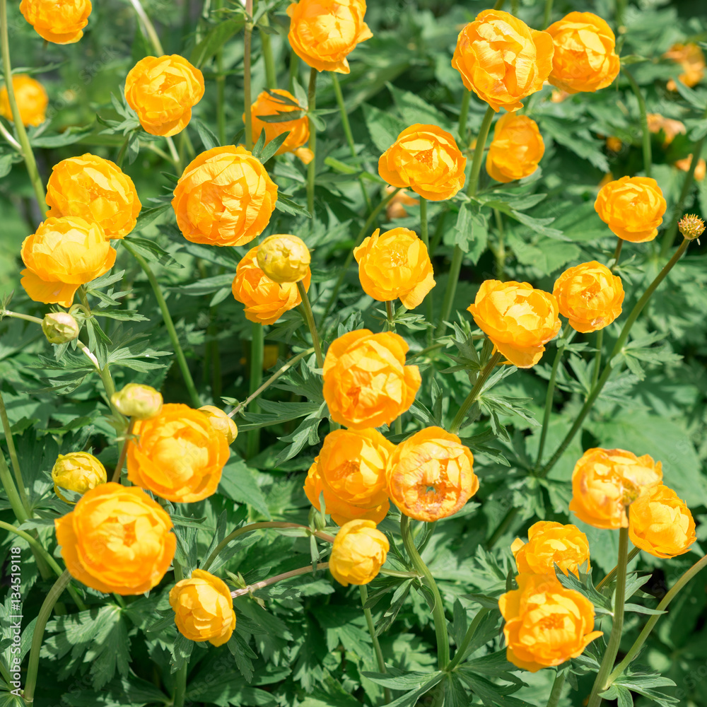 Obraz premium Flowers Trollius