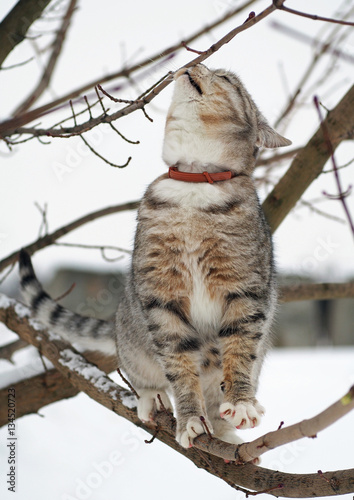 Young tabby cat on a tree branch