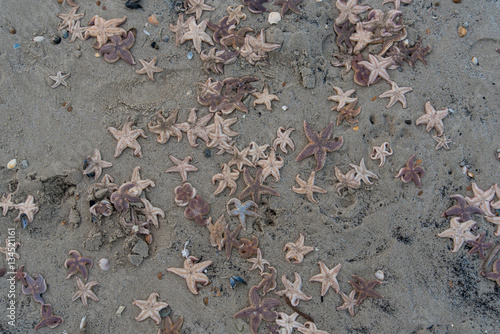 dead starfish on the beach after storm