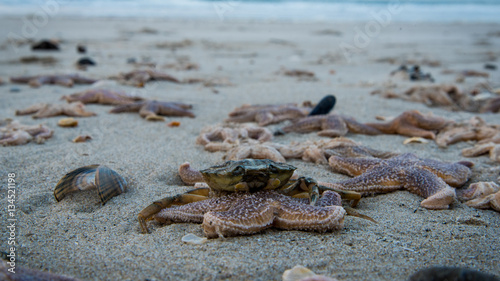 dead starfish on the beach after storm