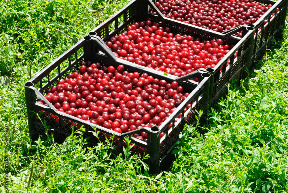Red and sweet cherrie in plastic box Red and sweet cherrie in plastic box