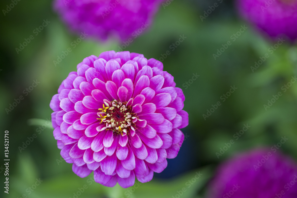 Layered Pink Flower Layered Pink Flower