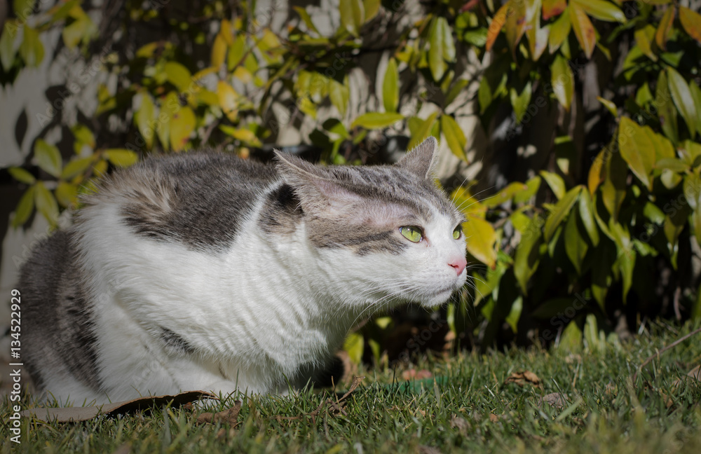 White cat with green eyes ready to attack White cat with green eyes ready to attack