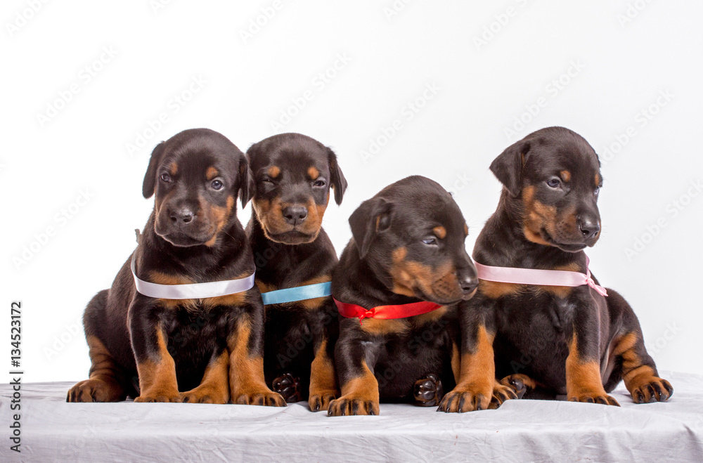 Group Of Dobermann Puppies Group Of Dobermann Puppies