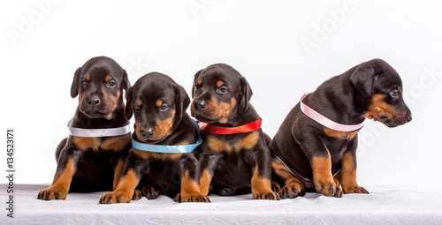 Group Of Dobermann Puppies