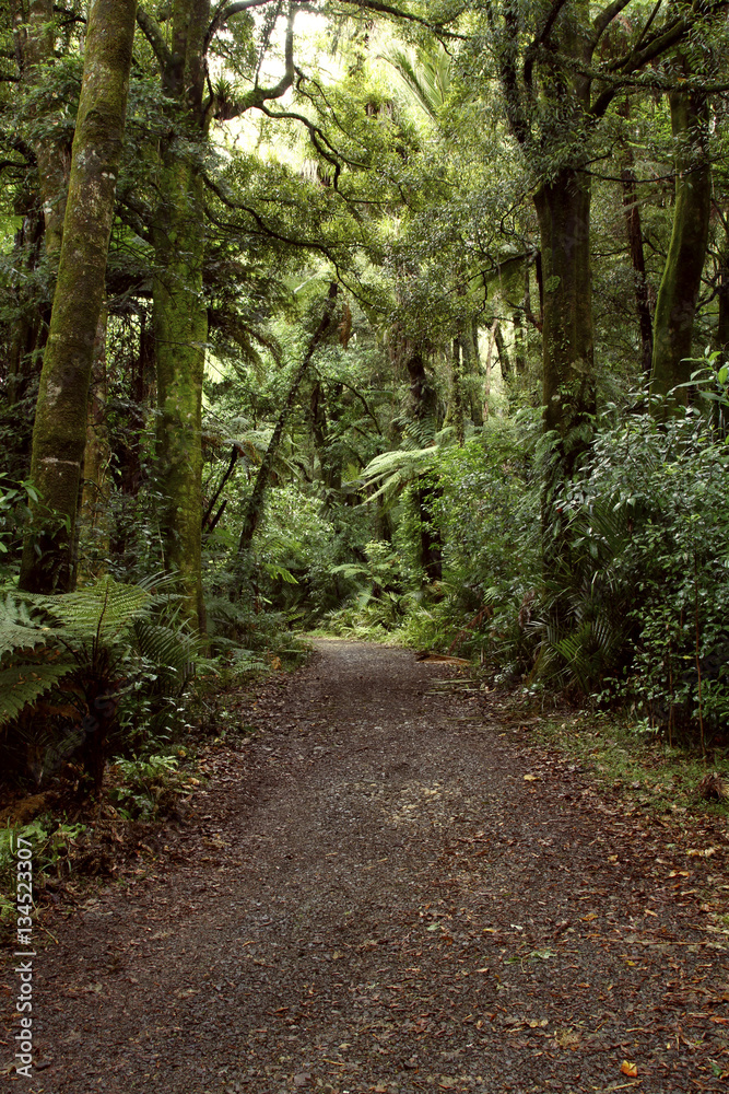 Walking trail in forest