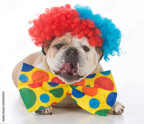 dog dressed like a clown photo