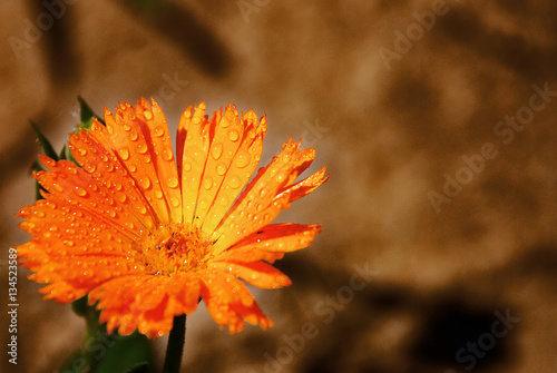 Orange Calendula with raindrops