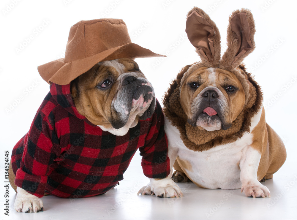 Fototapeta premium dog hunting rabbit