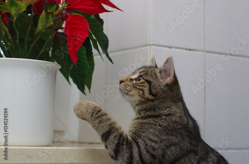 Katze und Blume