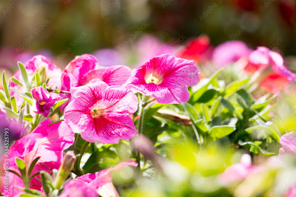 group of flower with sunlight from park or garden group of flower with sunlight from park or garden