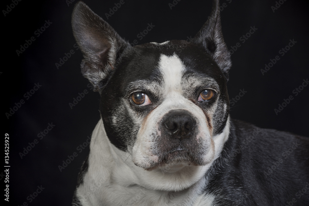 Boston terrier dog 