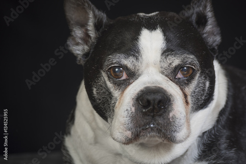 Fototapeta Naklejka Na Ścianę i Meble -  Boston terrier dog 