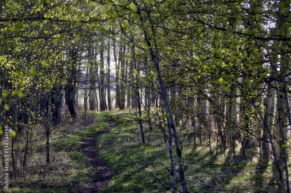 Naklejka premium Spring Woods Path