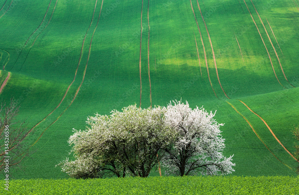 Fototapeta Blooming trees against green fields in spring in South Moravia, Czech Republic. Colorful landscape with fields with green grass and trees with flowers. Waves hills, rolling. Nature background