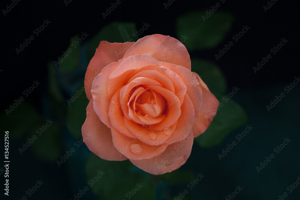 A pink rose with droplets of dew on the petals A pink rose with droplets of dew on the petals