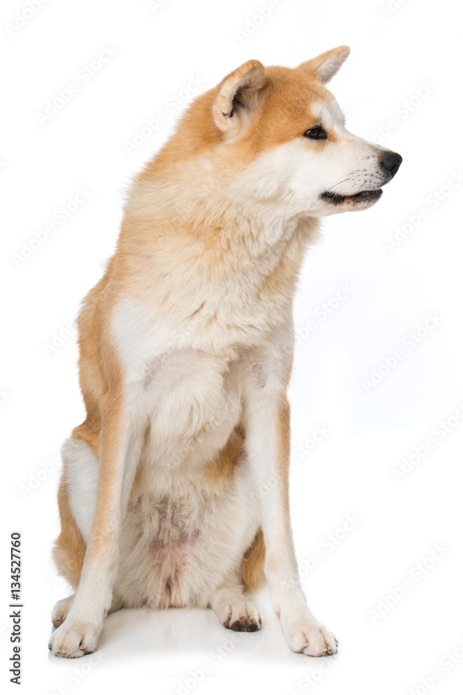 Akita Inu schaut zur Seite Akita Inu schaut zur Seite