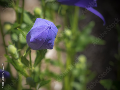 Platycodon flower in bloom photo