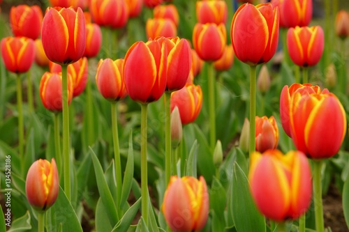 Multiple bright red and yellow tulips growing in flower bed