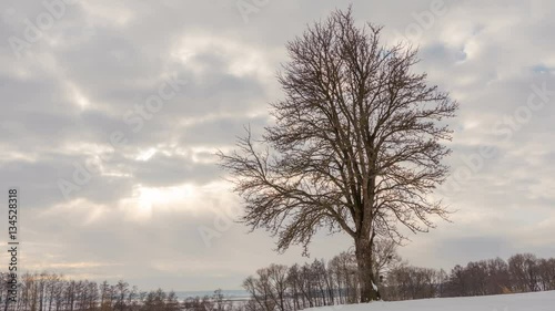 Wallpaper Mural Winter landscape, timelapse of flying clouds above lonely tree. Timelapse. Torontodigital.ca