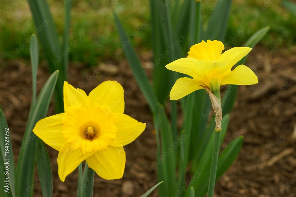 Two yellow daffodil flowers in a flower bed Two yellow daffodil flowers in a flower bed