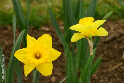 Two yellow daffodil flowers in a flower bed