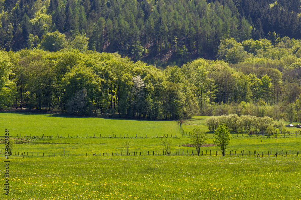 Fototapeta premium Frühling im Sauerland