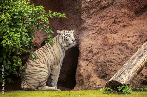 White tiger in the zoo