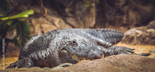 Alligator in the zoo