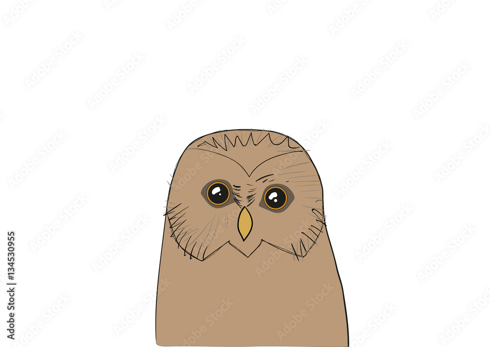 Obraz premium One light brown owl on white background