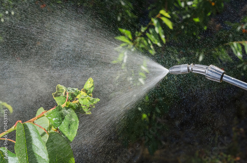Fumigation with a black pollock insecticide in cherry