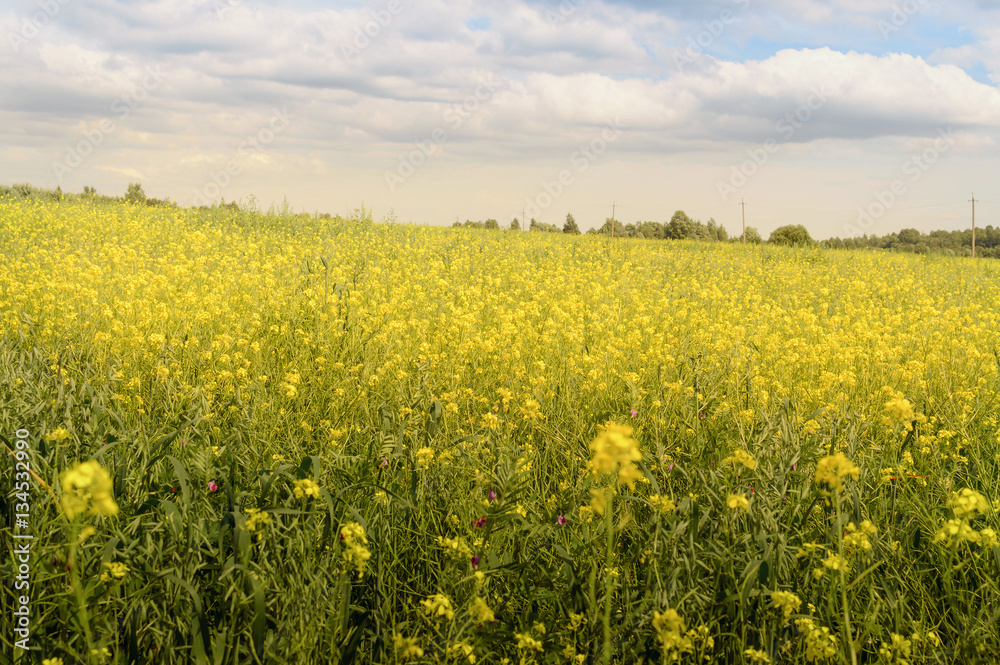 Fototapeta premium endless fields of flowering mustard. yellow daisy on a background of blue sky with clouds