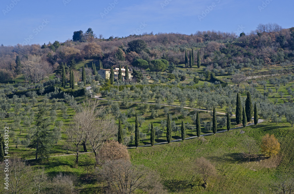 Hill in tuscany with Cypress and rural house