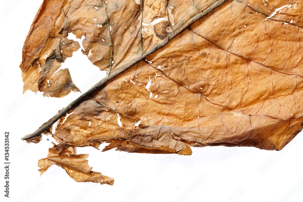 Dried tobacco leave with visible structure