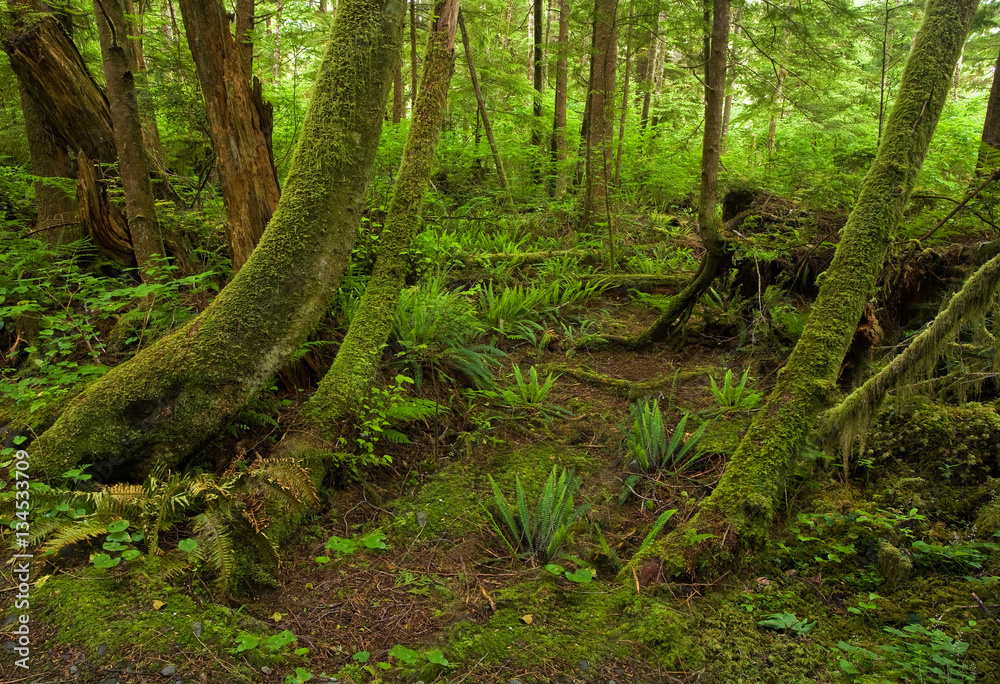 Hoh Rain Forest in Olympic National Park, Washington Hoh Rain Forest in Olympic National Park, Washington