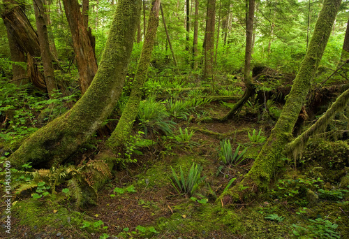 Hoh Rain Forest in Olympic National Park, Washington © Warren