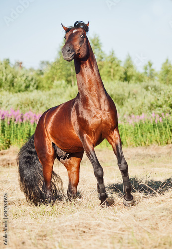 rearing bay stallion in field