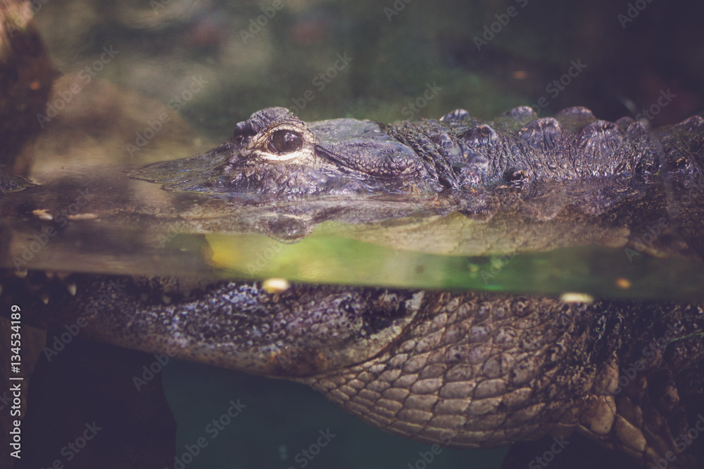 Fototapeta premium Crocodlie in water