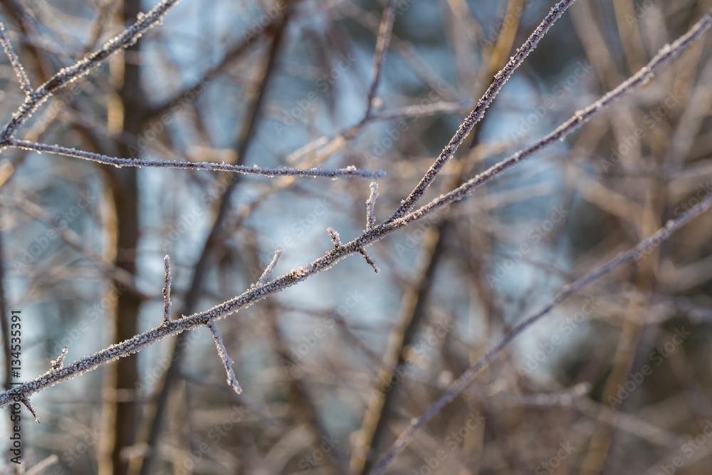 Winter tree branches with rime Winter tree branches with rime