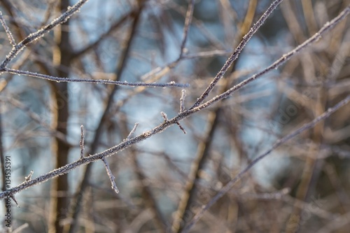 Winter tree branches with rime