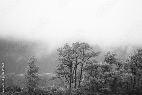 Misty Forest © mscornelius