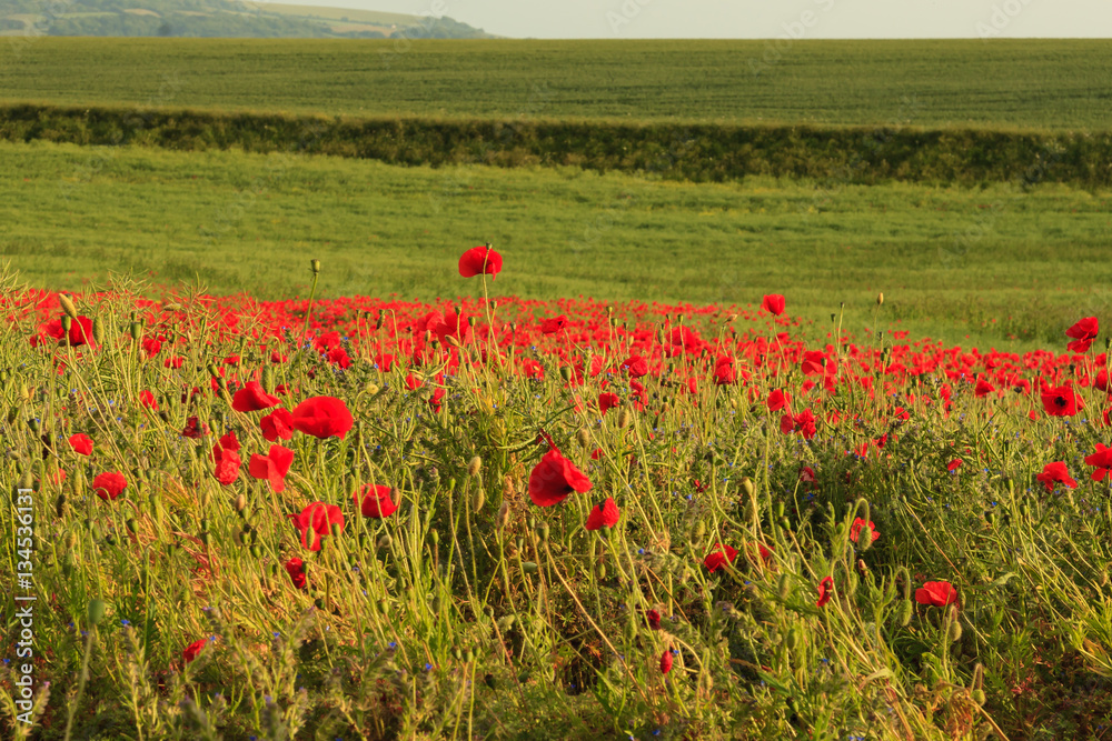 Obraz premium Poppy Field