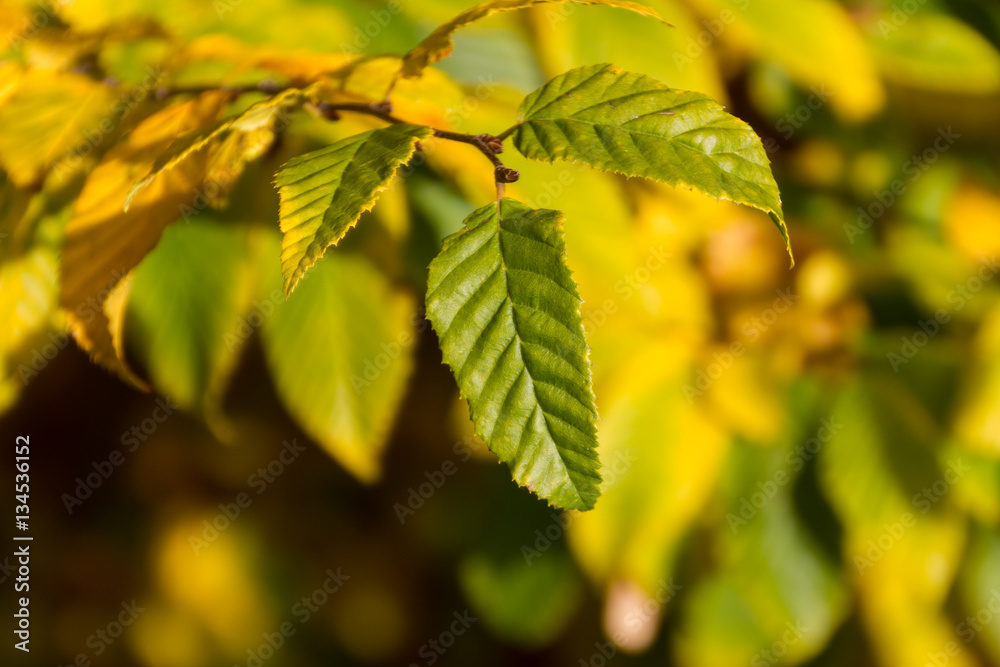 Obraz premium Leaves