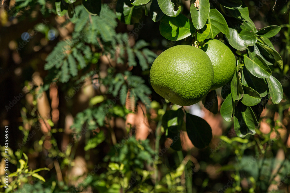 Fresh tropical fruit in Thailand Fresh tropical fruit in Thailand