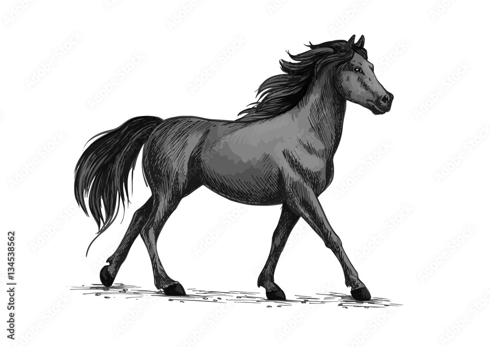 Fototapeta Horse walks or runs, black mustang vector sketch